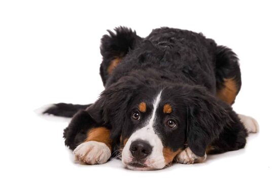 For Dogs