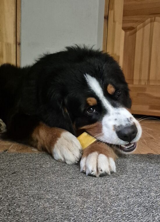 Chewy cheese